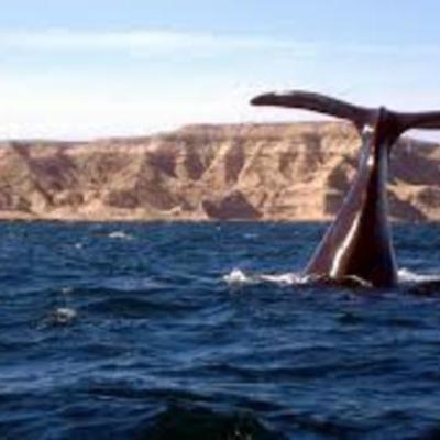 Timeline: Viaje a Puerto Madryn