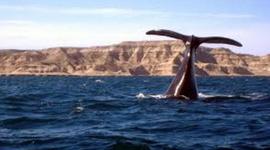 Timeline: Viaje a Puerto Madryn