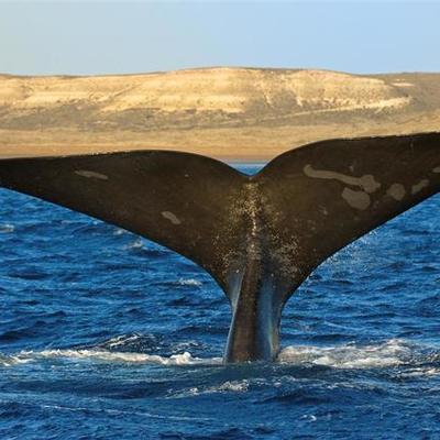 Timeline: Viaje a Puerto Madryn :