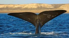 Timeline: Viaje a Puerto Madryn :