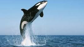 Timeline: Viaje a Puerto Madyrn - 6º Grado