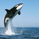 Ballena