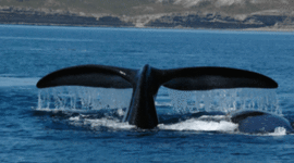 Timeline: Viaje a Puerto Madryn