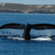 Ballenas