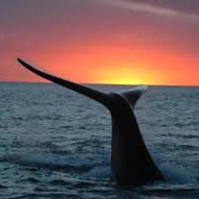 Timeline: viaje a Puerto Madryn