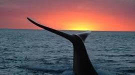 Timeline: viaje a Puerto Madryn