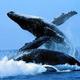 Ballenas madryl
