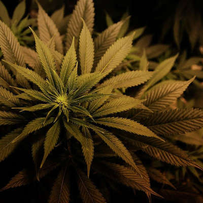 Timeline: Guerra as drogas e criminalização do usuário no Brasil