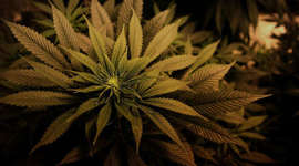 Timeline: Guerra as drogas e criminalização do usuário no Brasil