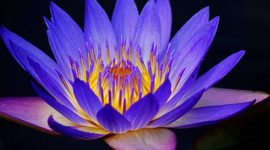 Timeline: My Reading Growth in 7th Grade - Lily Walsh