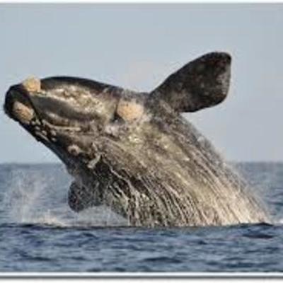 Timeline: Viaje a Puerto Madryn