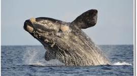 Timeline: Viaje a Puerto Madryn