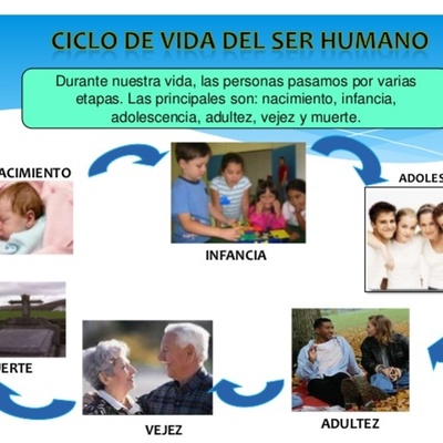 Timeline: Ciclo de Vida del Ser Humano
