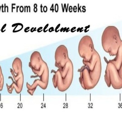 Timeline: Fetal Development
