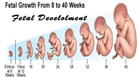 Timeline: Fetal Development