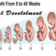 Fetal development 728x405
