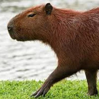 Timeline: Química orgânica