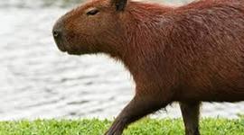 Timeline: Química orgânica