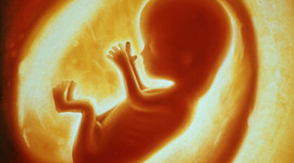 Timeline: Fetal Development