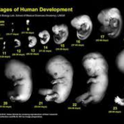 Timeline: Fetal development timeline