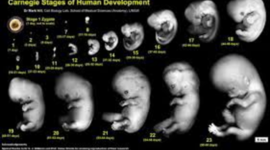 Timeline: Fetal development timeline