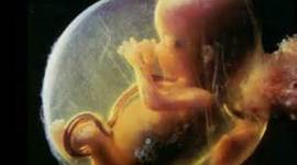Timeline: 3.5 Fetal Development Timeline