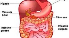 Timeline: SOBRE EL PROCESO DIGESTIVO