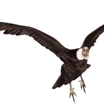 Timeline: LA SABIDURÍA DEL KÓNDOR -