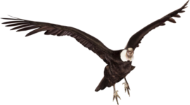 Timeline: LA SABIDURÍA DEL KÓNDOR -