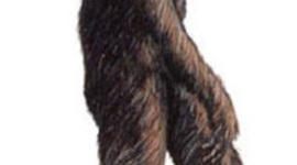 Timeline: evolucio del hombre