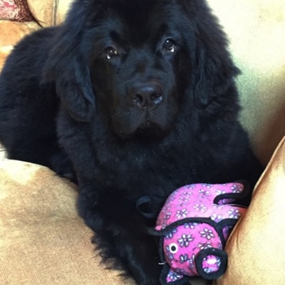 Timeline: Football Timeline