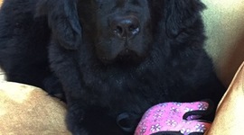 Timeline: Football Timeline