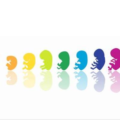 Timeline: Desarrollo Embrionario