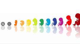 Timeline: Desarrollo Embrionario