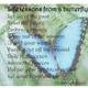 Butterfly quotes 38