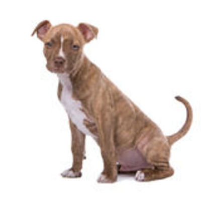 Timeline: History of the Pit Bull (Photo from www.dreamstime.com)