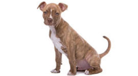 Timeline: History of the Pit Bull (Photo from www.dreamstime.com)