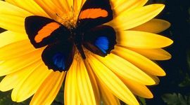 Timeline: MINHA VIDA até hoje 2016....