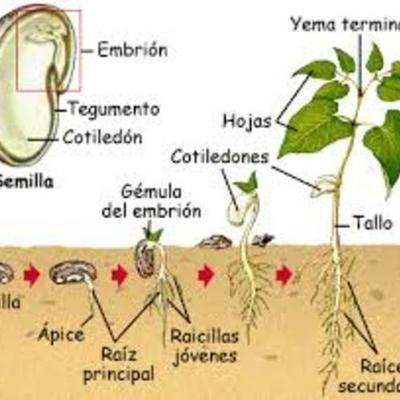 Timeline: La Germinación en las Plantas