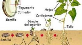 Timeline: La Germinación en las Plantas