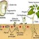 La germinación
