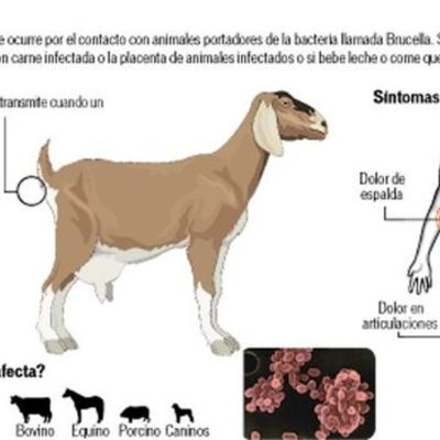 Timeline: Historia Natural de la Brucelosis