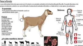 Timeline: Historia Natural de la Brucelosis