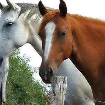 Timeline: Evolucion de los caballos