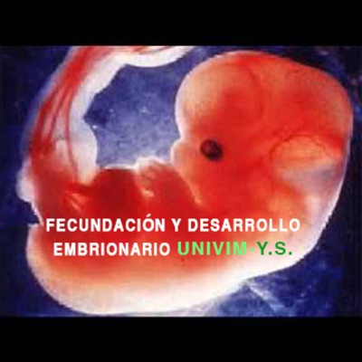 Timeline: Fecundación y desarrollo embrionario.