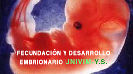 Timeline: Fecundación y desarrollo embrionario.