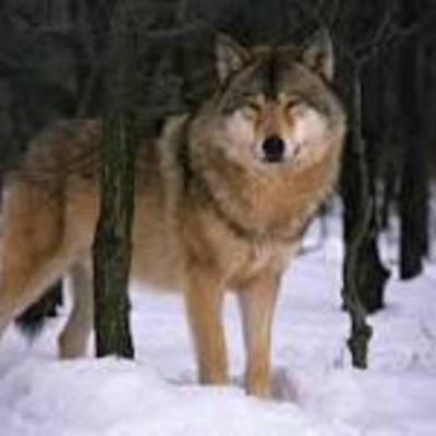 Timeline: Mi autobiografia