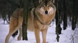 Timeline: Mi autobiografia