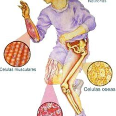 Timeline: Célula historia