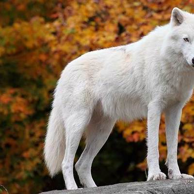 Timeline: 1°2_Focco